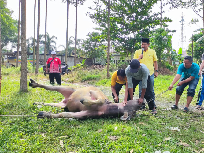 DPD Golkar Kampar Sembelih Hewan Qurban Semarakkan Idul Adha 1446 H