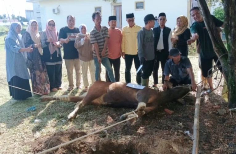 Idul Adha 1446 H, DPD Golkar Pelalawan Potong Sapi dan Kambing Qurban